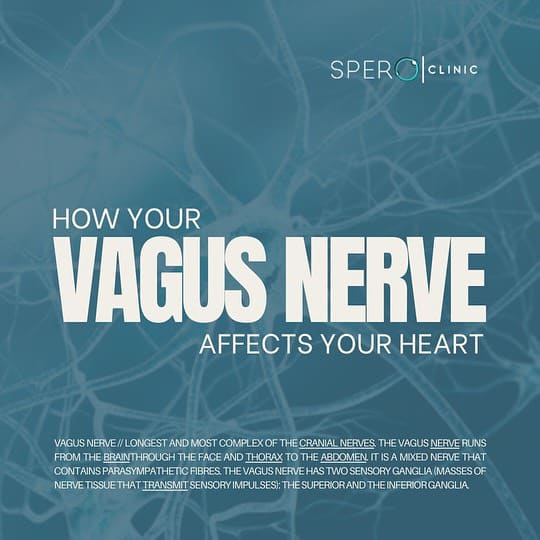 How Your Vagus Nerve Affects Your Heart & Lungs