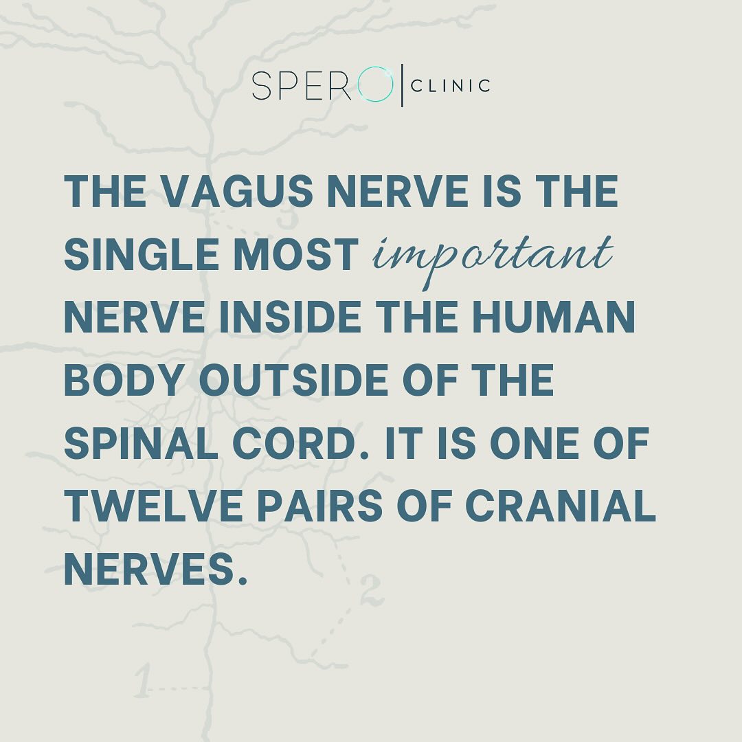 the vagus nerve